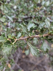 Purshia tridentata