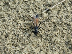 Ammophila azteca