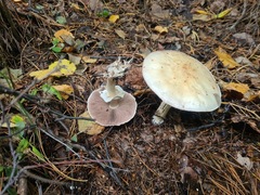 Agaricus sylvicola