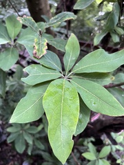 Lindera megaphylla