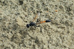 Ammophila azteca