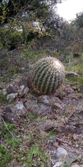 Parodia langsdorfii