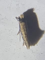 Tineidae