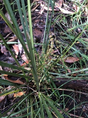 Lomandra multiflora dura