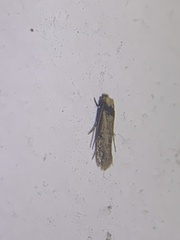 Tineidae