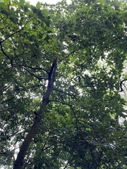 Lindera megaphylla