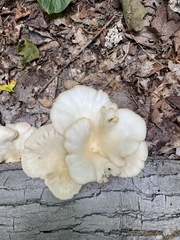 Pleurotus pulmonarius