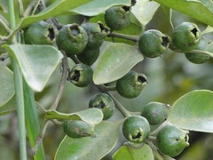 Psidium