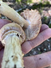 Cortinarius caperatus