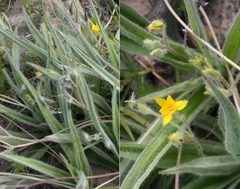 Hypoxis villosa