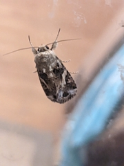 Spodoptera ornithogalli