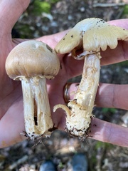 Cortinarius caperatus