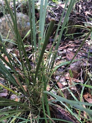 Lomandra multiflora dura