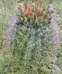 Ferocactus wislizeni