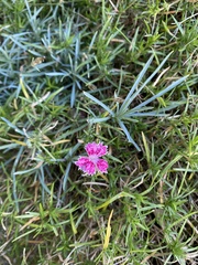 Dianthus