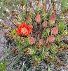 Ferocactus wislizeni
