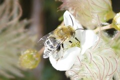 Anthophora californica
