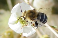 Anthophora californica
