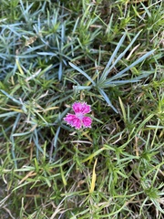 Dianthus