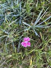 Dianthus