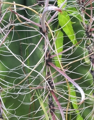 Ferocactus wislizeni