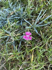 Dianthus