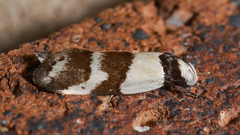 Eulechria triferella