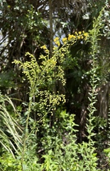 Solidago leavenworthii