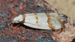 Chezala brachypepla