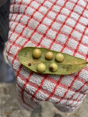 Belonocnema treatae