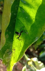 Salticidae