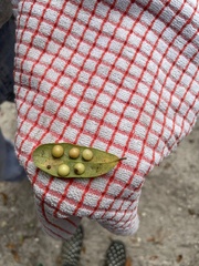 Belonocnema treatae