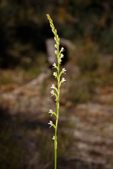 Prasophyllum