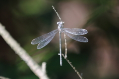 Lestes