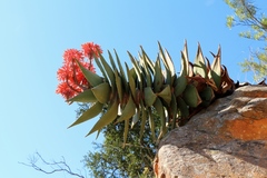 Aloe comptonii