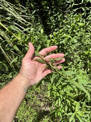 Solidago leavenworthii