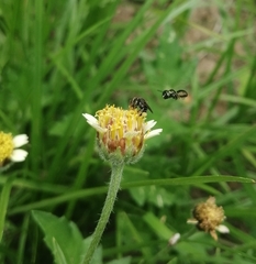 Nannotrigona perilampoides