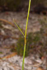 Prasophyllum
