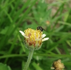 Nannotrigona perilampoides
