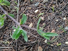 Silene gallica