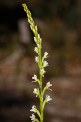 Prasophyllum