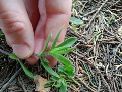 Silene gallica