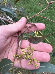 Eucalyptus ovata
