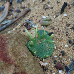 Eriospermum alcicorne