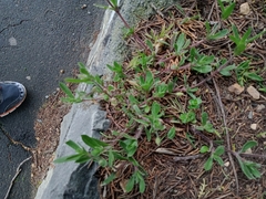 Silene gallica