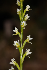 Prasophyllum