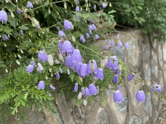 Adenophora potaninii wawreana