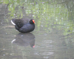 Gallinula tenebrosa