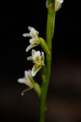 Dainty Leek Orchid (Prasophyllum plumiforme)