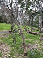 Eucalyptus ovata